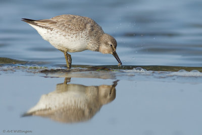 Kanoet / Red knot