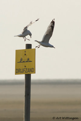 Larus Canus / Stormmeeuw / Common gull