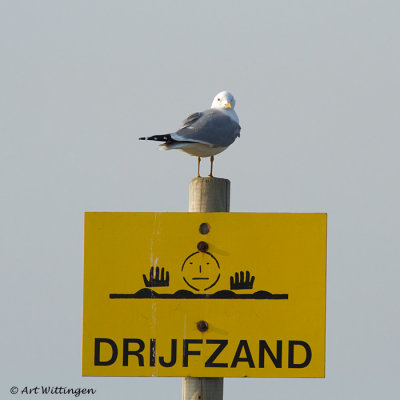 Larus Canus / Stormmeeuw / Common gull