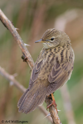 Sprinkhaanzanger / Common Grasshopper warbler