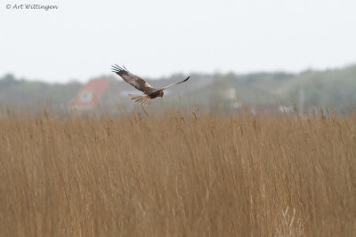 Circus Aeruginosus / Bruine Kiekendief / Western Marsh Harrier