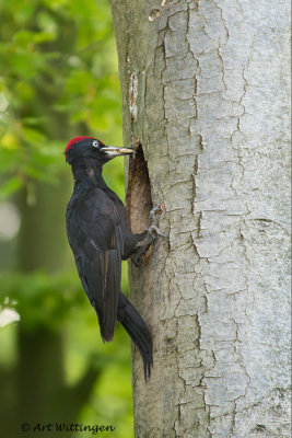 Zwarte Specht / Black Woodpecker
