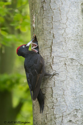 Dryocopus martius / Zwarte Specht / Black Woodpecker