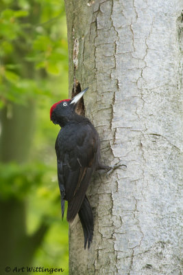 Dryocopus martius / Zwarte Specht / Black Woodpecker