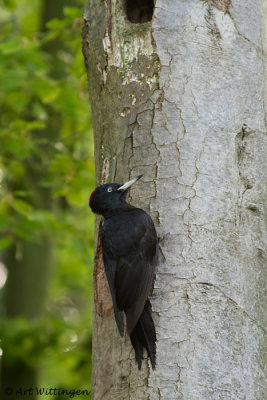 Dryocopus martius / Zwarte Specht / Black Woodpecker