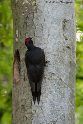 Dryocopus martius / Zwarte Specht / Black Woodpecker