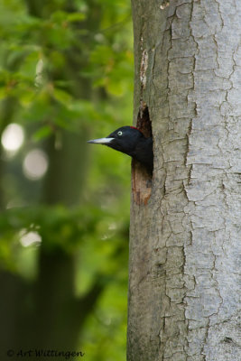 Dryocopus martius / Zwarte Specht / Black Woodpecker