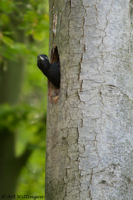 Dryocopus martius / Zwarte Specht / Black Woodpecker