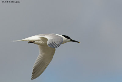 Thalasseus sandvicensis / Grote Stern / Sandwich tern