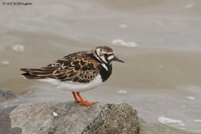 Arenaria interpres / Steenloper / Turnstone