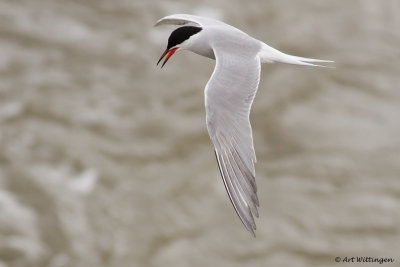 Sterna Hirundo / Visdief / Common Tern