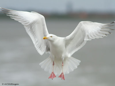 Larus Argentatus / Zilvermeeuw / European Herring Gull