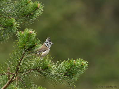 Parus cristatus / Kuifmees / Crested Tit