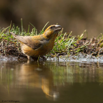 Loxia curvirostra / Kruisbek / Red Crossbill 