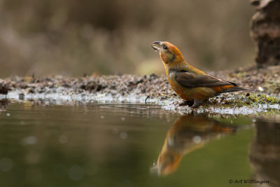 Loxia curvirostra / Kruisbek / Red Crossbill 