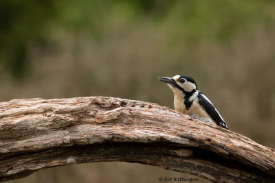 Dendrocopos Major / Grote Bonte Specht / Great Spotted Woodpecker