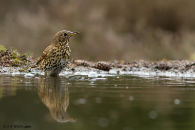 Turdus philomelos / Zanglijster / Song Thrush