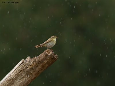 Phylloscopus trochilus / Fitis / Willow warbler