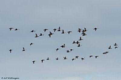 Somateria Mollissima / Eider / Common Eider