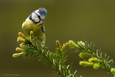 Cyanistes caeruleus / Pimpelmees / Blue Tit