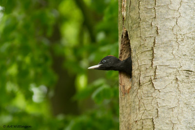 Dryocopus martius / Zwarte Specht / Black Woodpecker