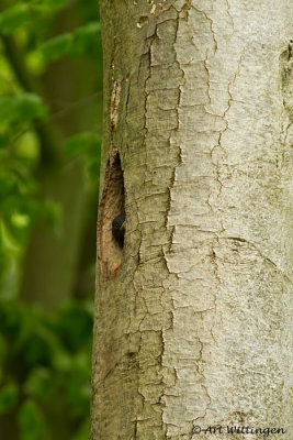 Dryocopus martius / Zwarte Specht / Black Woodpecker