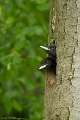 Dryocopus martius / Zwarte Specht / Black Woodpecker