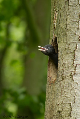 Dryocopus martius / Zwarte Specht / Black Woodpecker