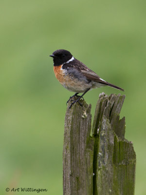 Saxicola Rubicola / Roodborsttapuit / European Stonechat