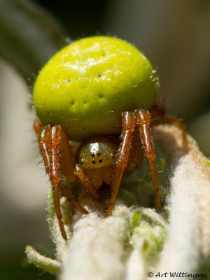 Gewone Komkommerspin / Cucumber green spider
