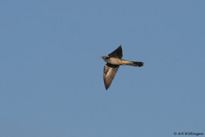 Cuculus canorus / Koekoek / Common Cuckoo