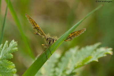 Carterocephalus palaemon / Bont Dikkopje / Chequered Skipper 