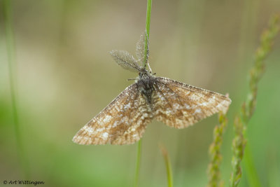 Ematurga atomaria / Gewone Heispanner / Common Heath