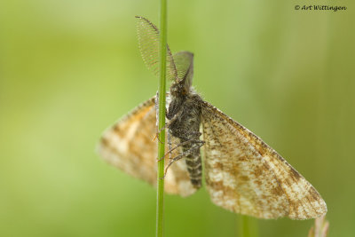 Ematurga atomaria / Gewone Heispanner / Common Heath