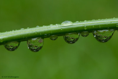 Regendruppel/ Raindrop