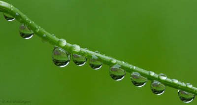 Regendruppel/ Raindrop