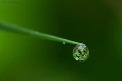 Regendruppel/ Raindrop