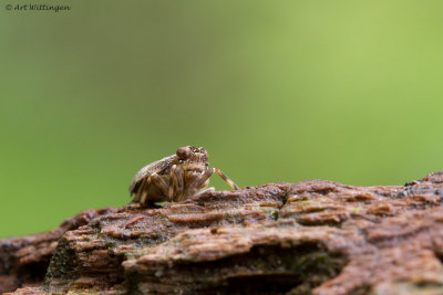 Issus coleoptratus / Bruine Cicade