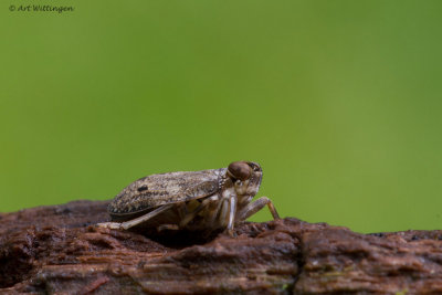 Issus coleoptratus / Bruine Cicade