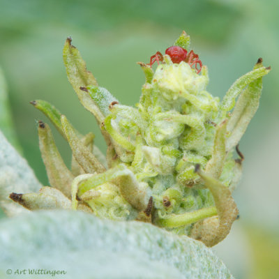 Trombiculidae autumnalis / Fluweelmijt 