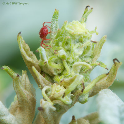 Trombiculidae autumnalis / Fluweelmijt 