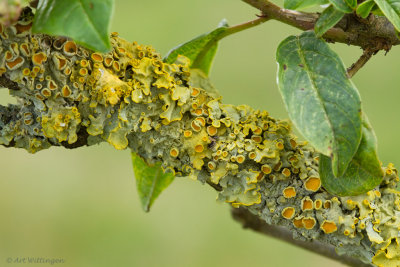 Xanthoria parietina / Dooiermos 