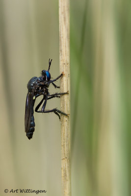 Dioctria atricapilla / Zwarte bladjager /  violet black-legged robber fly