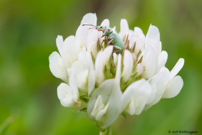 Polydrusus sericeus / Groene Struiksnuitkever