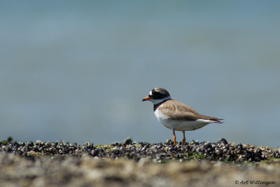 Charadrius Hiaticula / Bontbekplevier / Common Ringed Plover