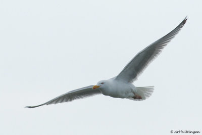 Larus Argentatus / Zilvermeeuw / European Herring Gull