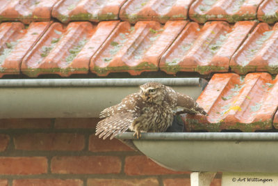 Athene noctua / Steenuil / Little owl