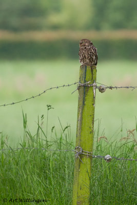 Athene noctua / Steenuil / Little owl