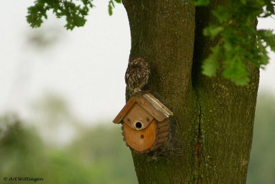 Athene noctua / Steenuil / Little owl