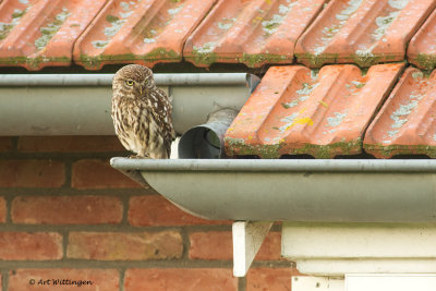 Athene noctua / Steenuil / Little owl